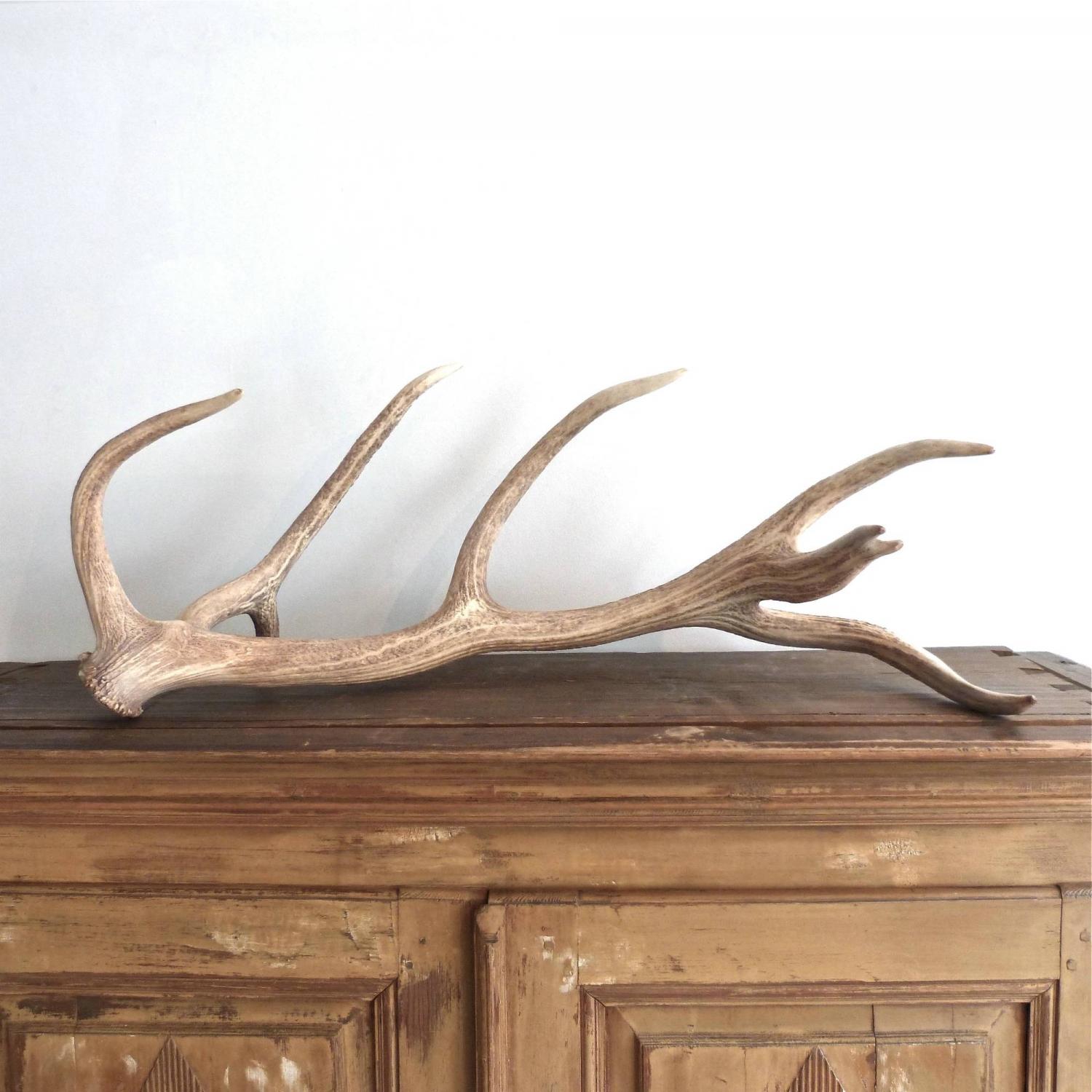 VERY LARGE & IMPRESSIVE BLEACHED RED STAG ANTLER