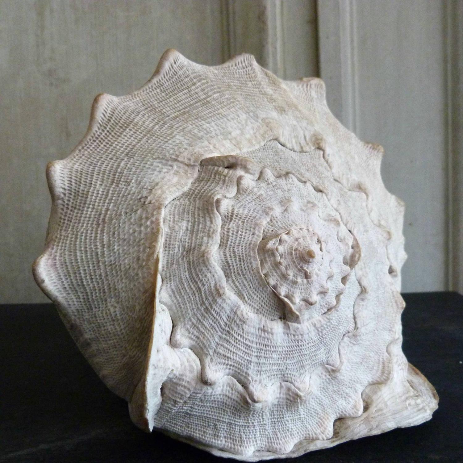 VERY LARGE CONCH SHELL
