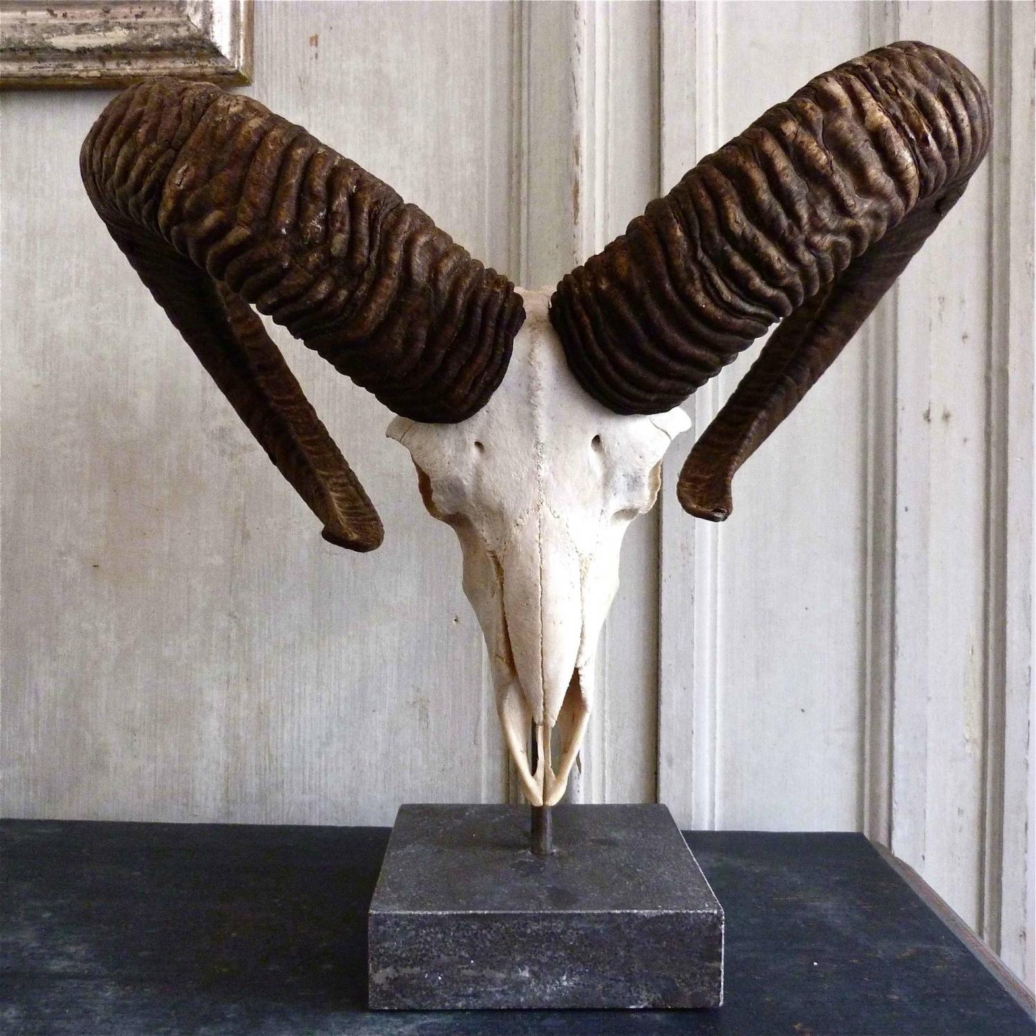 MARBLE MOUNTED ANTIQUE RAM ANTLERS