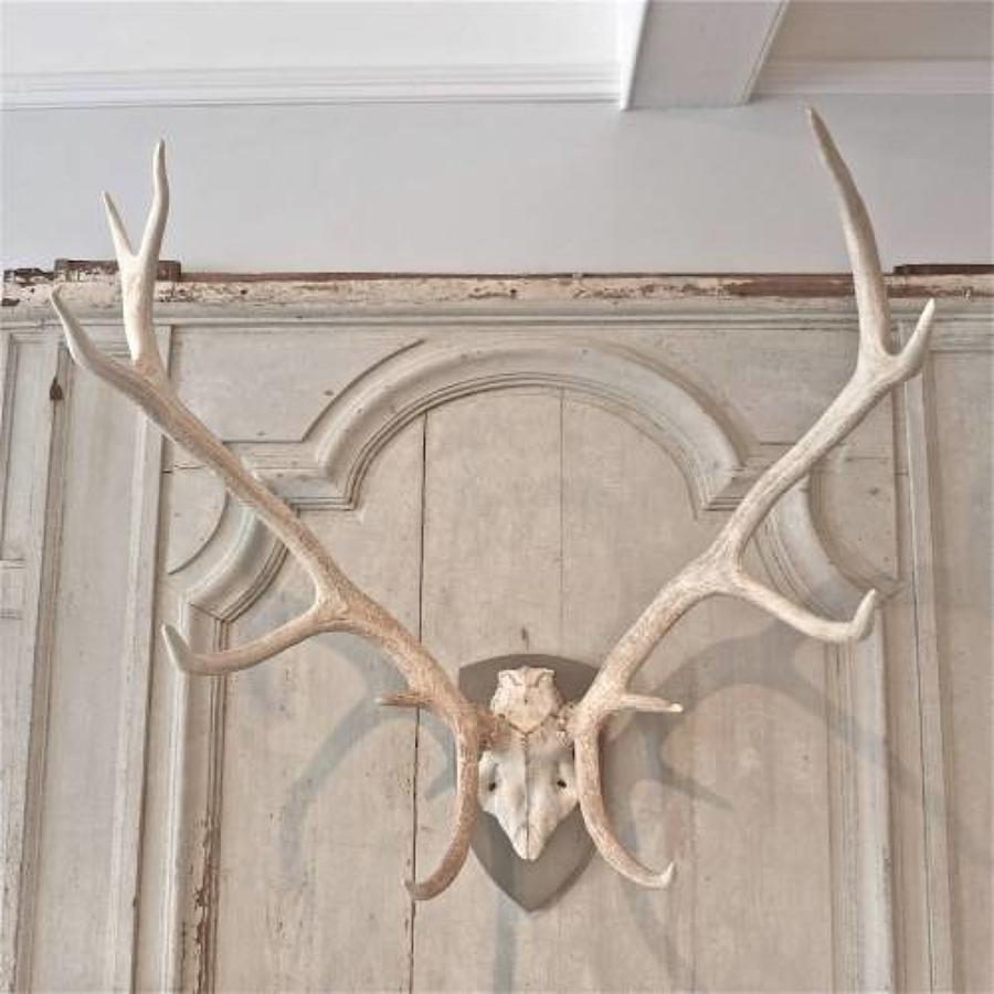ELEVEN POINT BLEACHED RED STAG ANTLERS