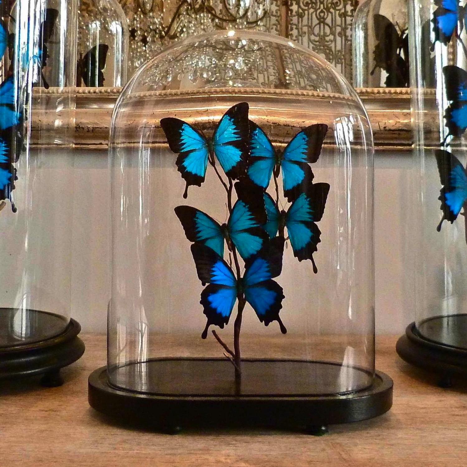 VINTAGE DOME WITH BEAUTIFUL PAPILIO ULYSSES BUTTERFLIES