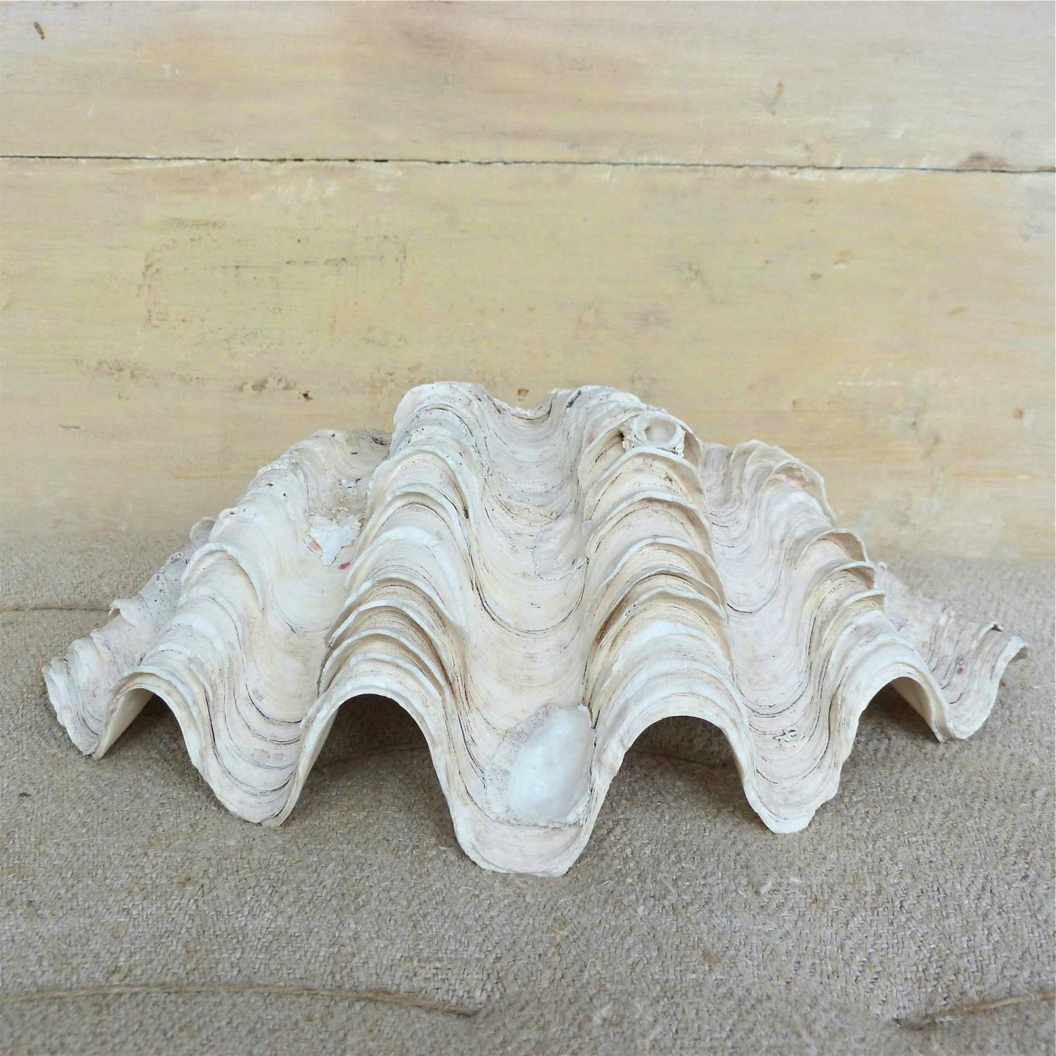 GIANT SOUTH PACIFIC CLAM SHELL