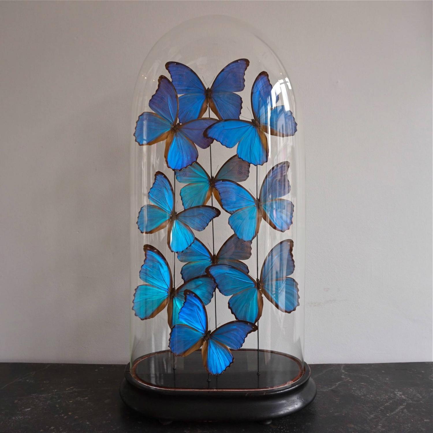 BLUE MORPHUS BUTTERFLY DOME