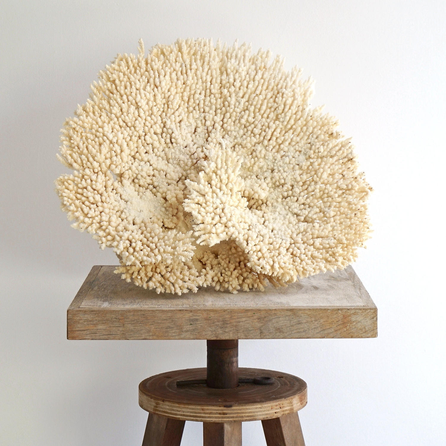EXCEPTIONAL LARGE WHITE CORAL FRAGMENT