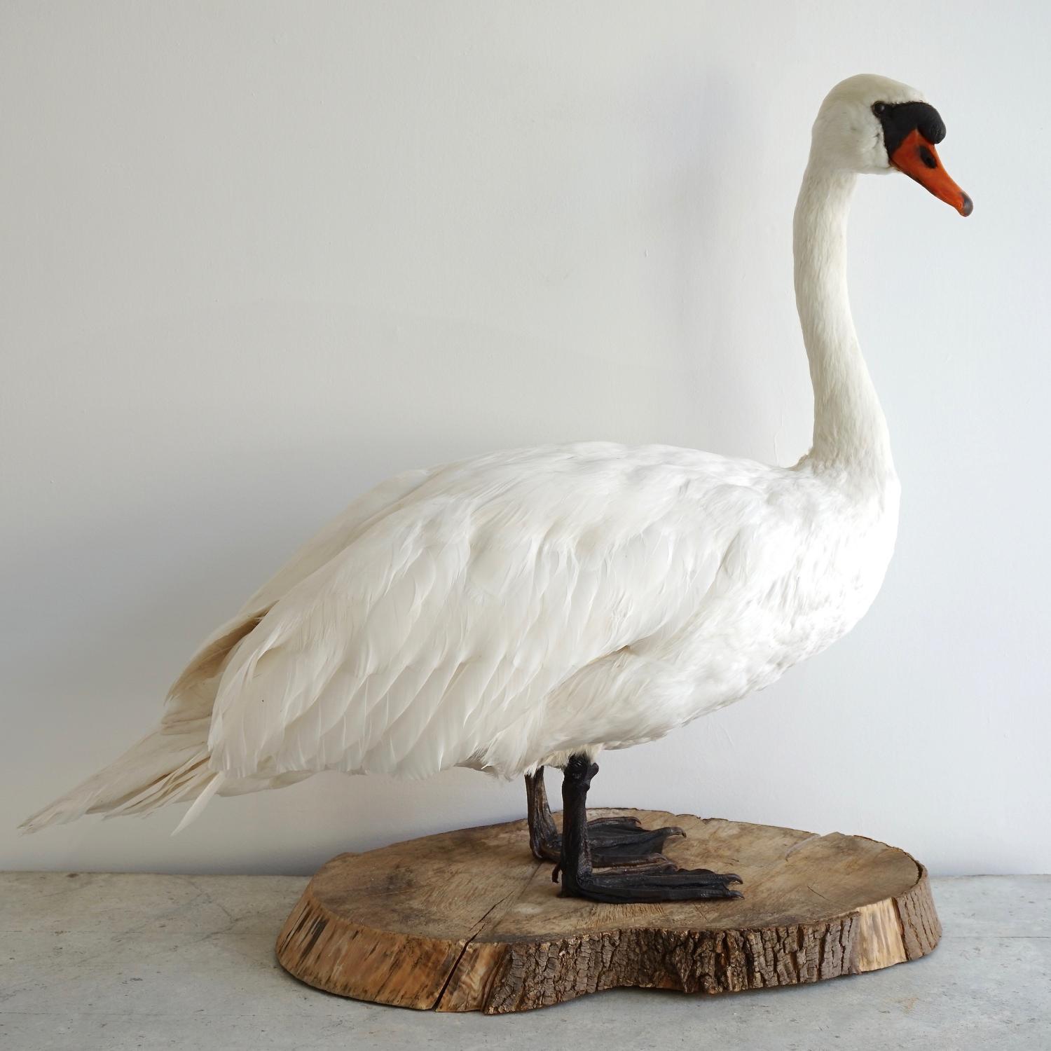 EXCEPTIONAL VINTAGE TAXIDERMY WHITE SWAN