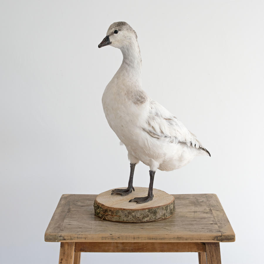 TAXIDERMY WHITE DUCK MOUNTED ON A WOODEN BASE