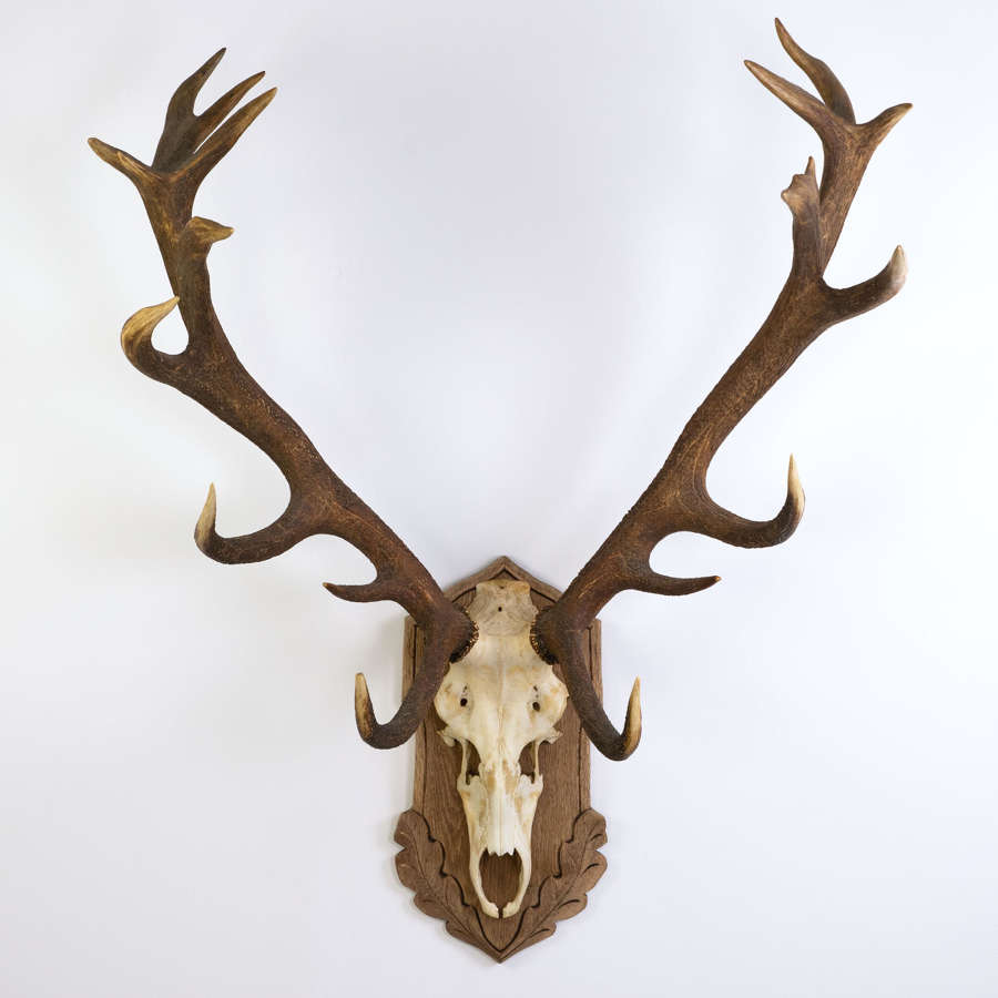BLACK FOREST STAG MOUNT